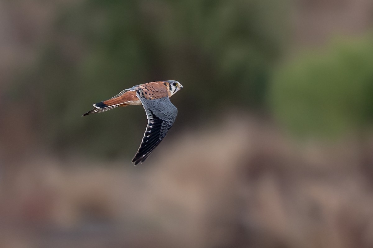 American Kestrel - ML646061875