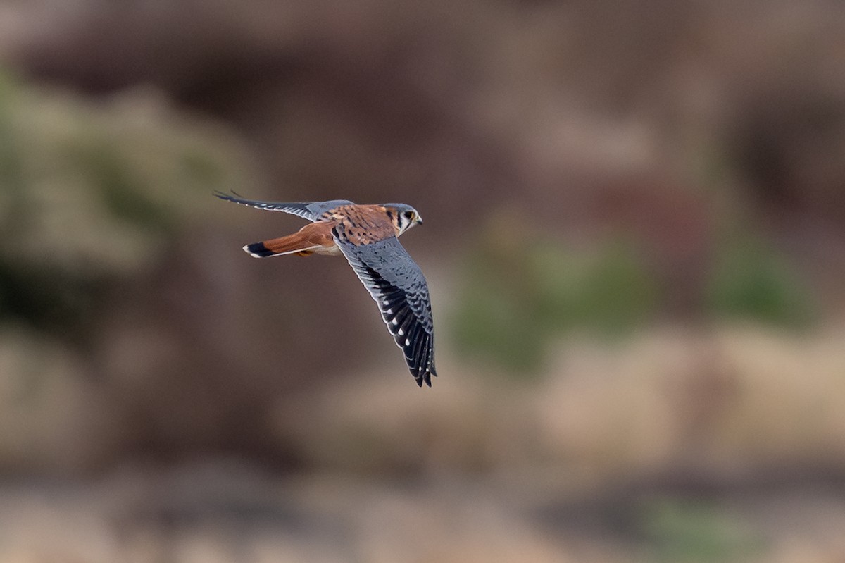 American Kestrel - ML646061877