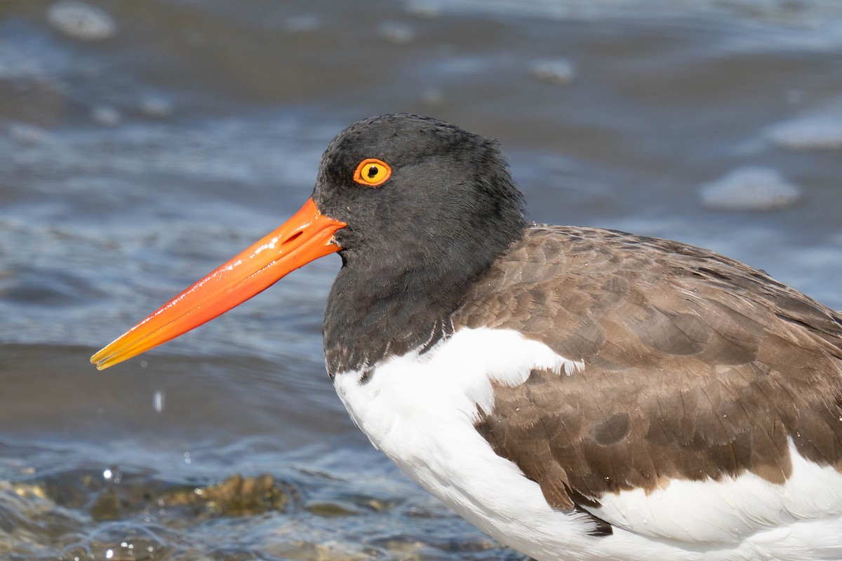 American Oystercatcher - ML646061882
