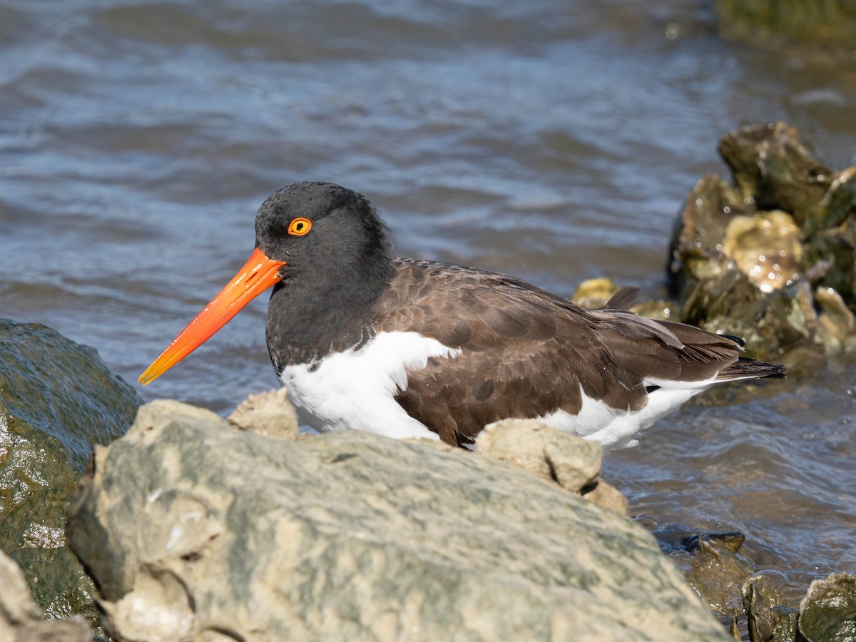 American Oystercatcher - ML646061883