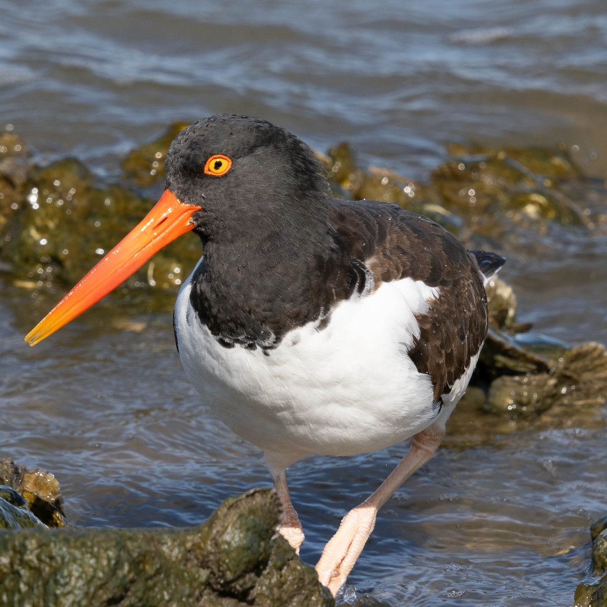 American Oystercatcher - ML646061884