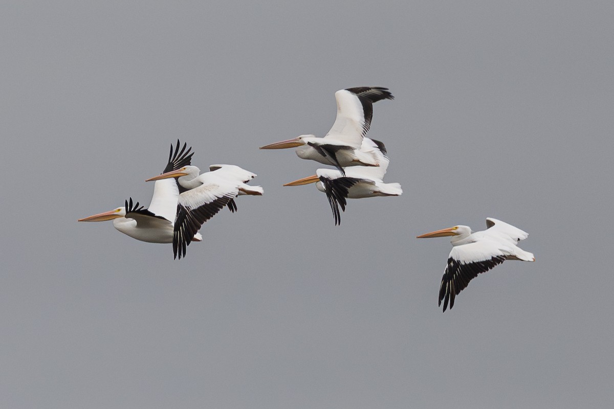 American White Pelican - ML646061889