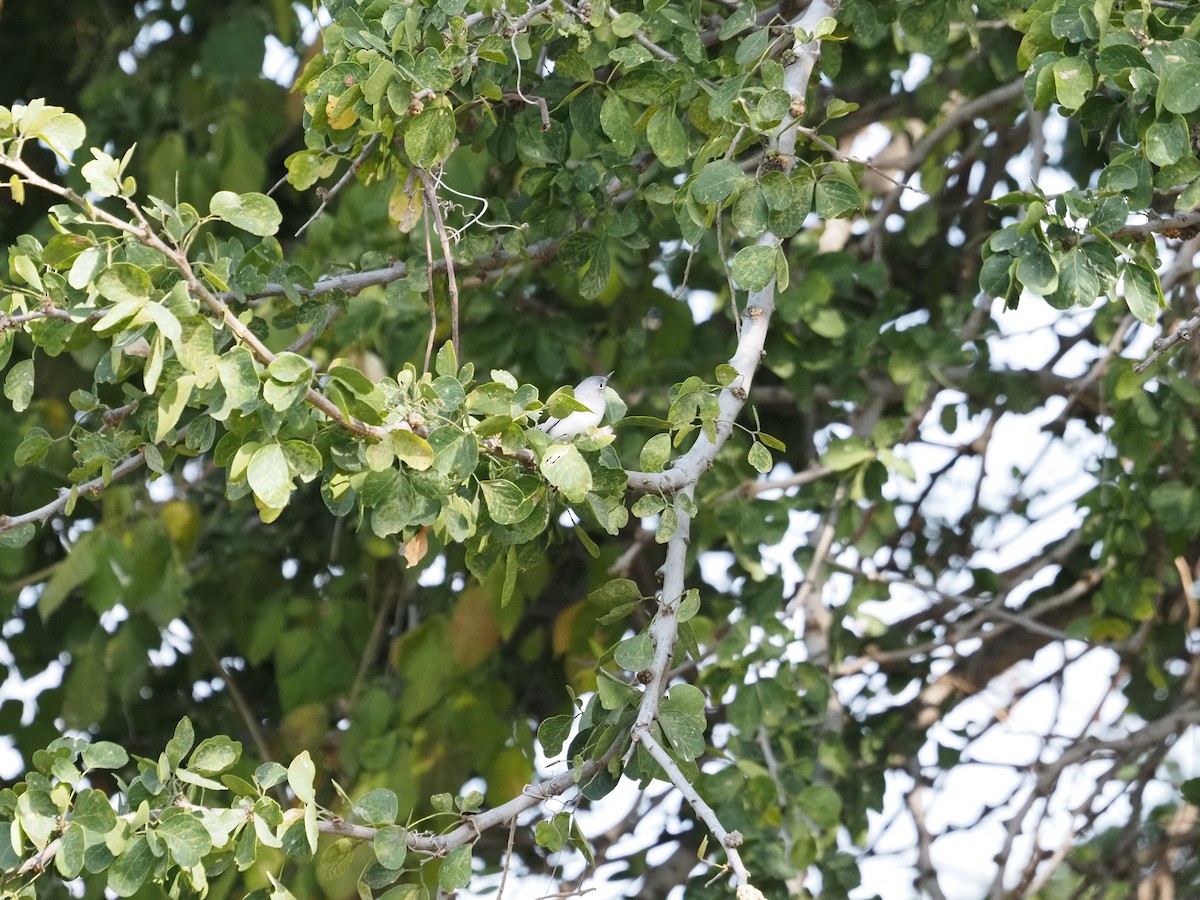 Blue-gray Gnatcatcher - ML646061892