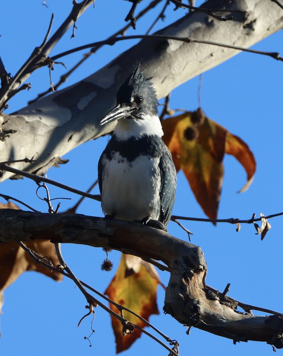 Martin handi iparramerikarra - ML646061902