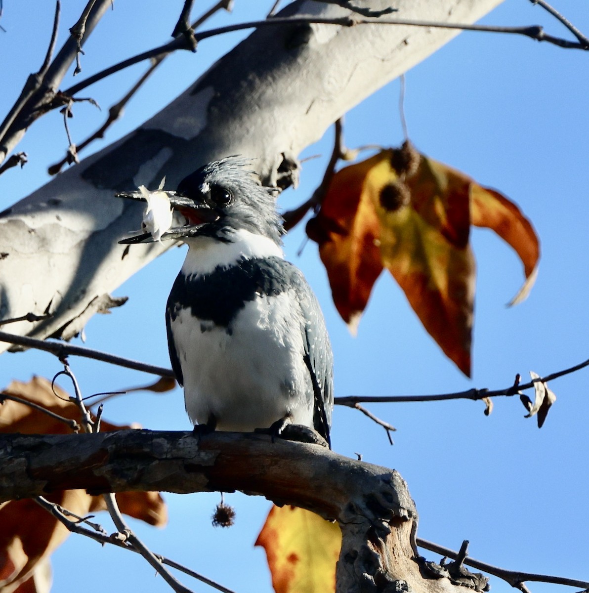 Martin handi iparramerikarra - ML646061903