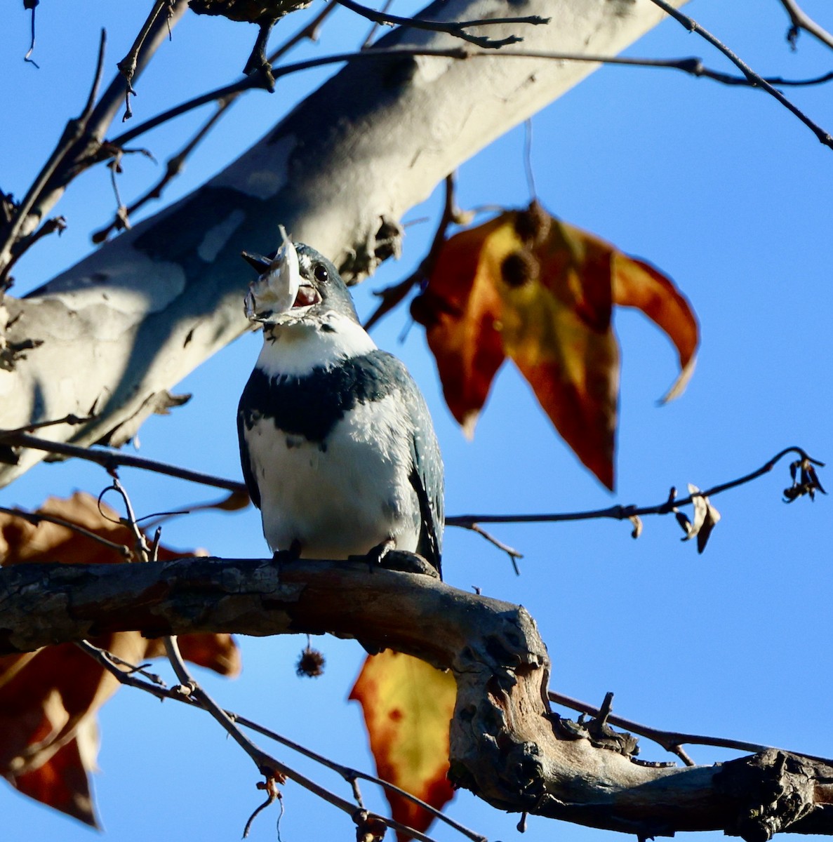 Martin handi iparramerikarra - ML646061908