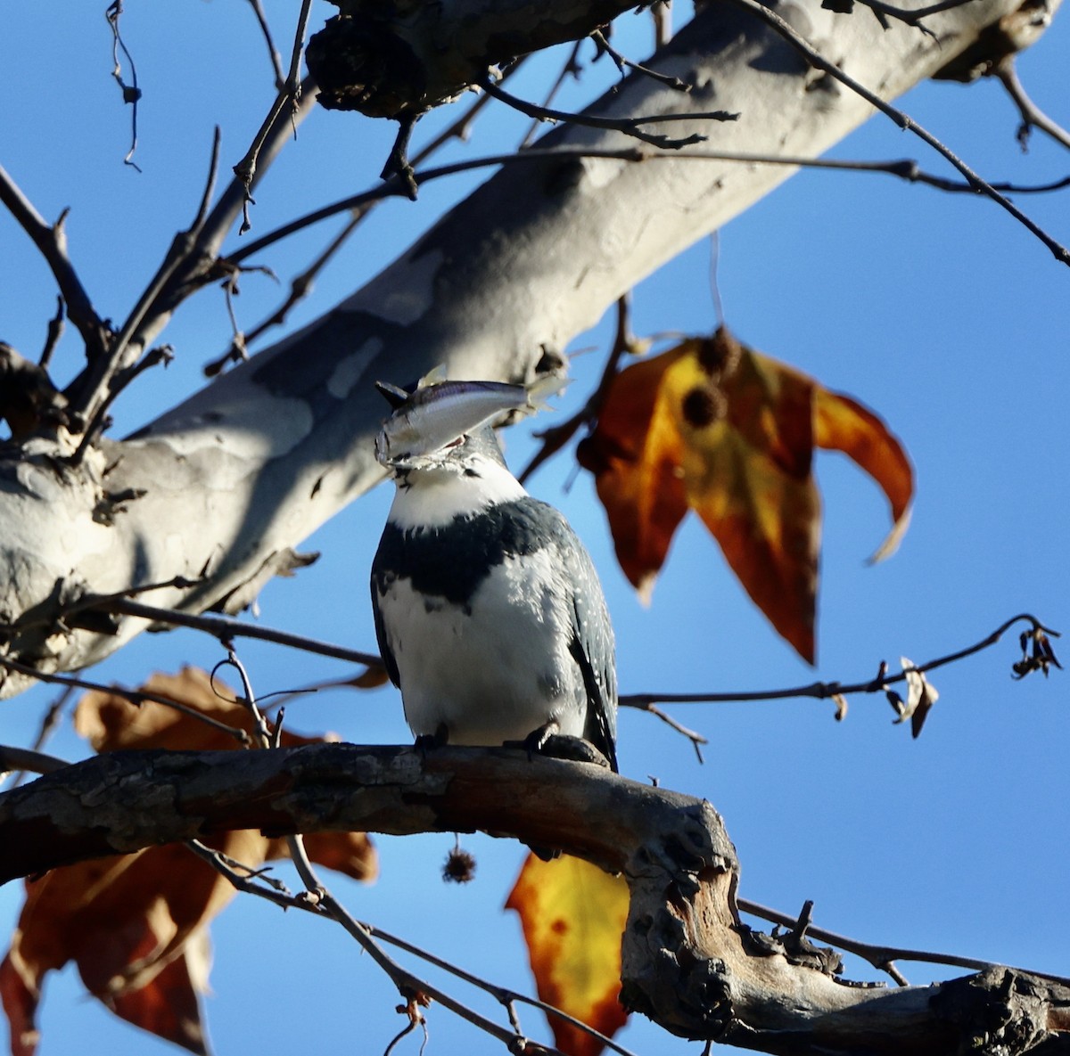 Martin handi iparramerikarra - ML646061909