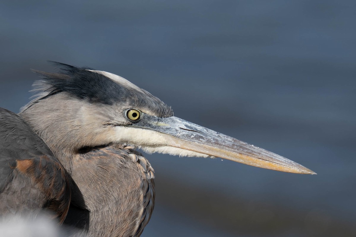 Great Blue Heron - ML646061910