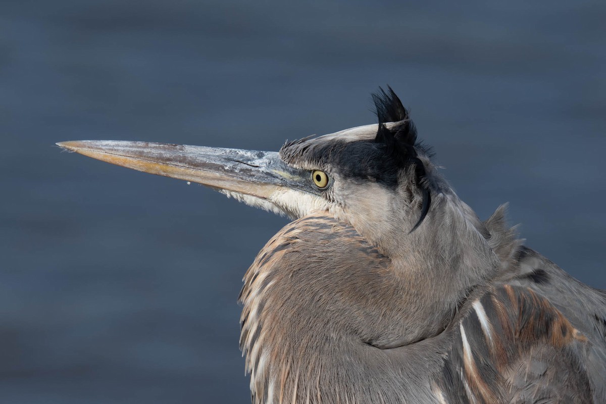 Great Blue Heron - ML646061911