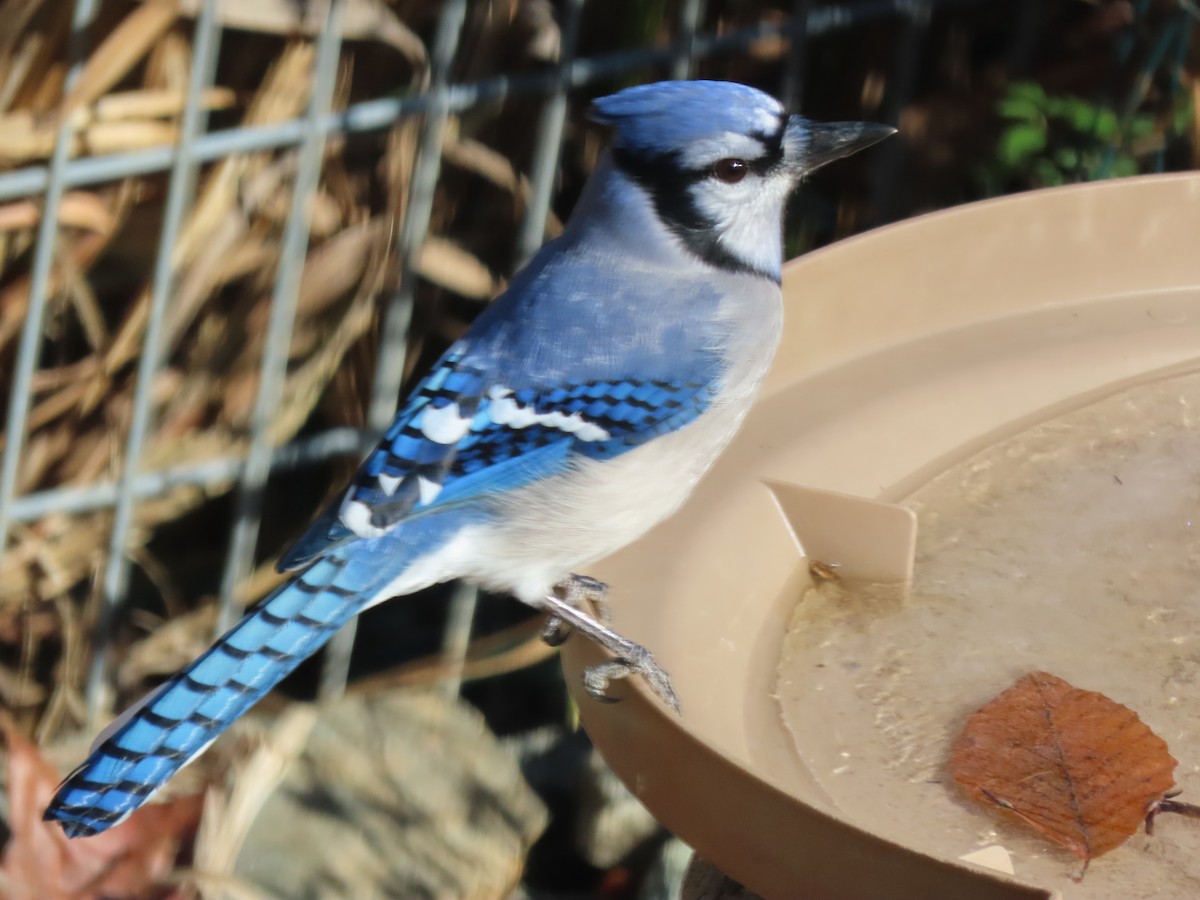 Blue Jay - ML646061916
