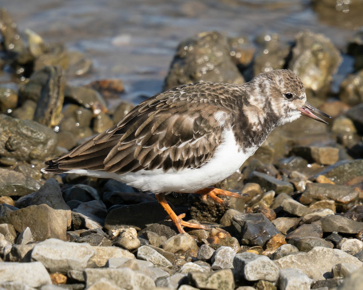 Ruddy Turnstone - ML646061920