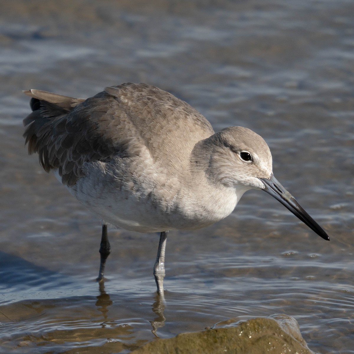 Willet - ML646061924