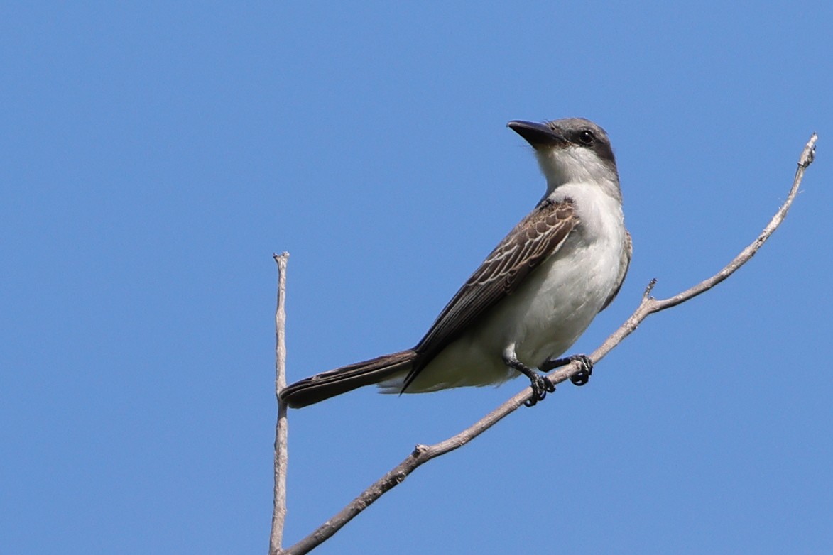 Gray Kingbird - ML646061926