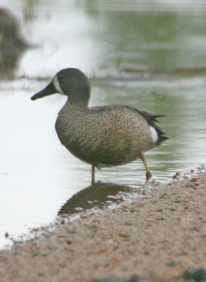 Zertzeta hegalurdina - ML646061927