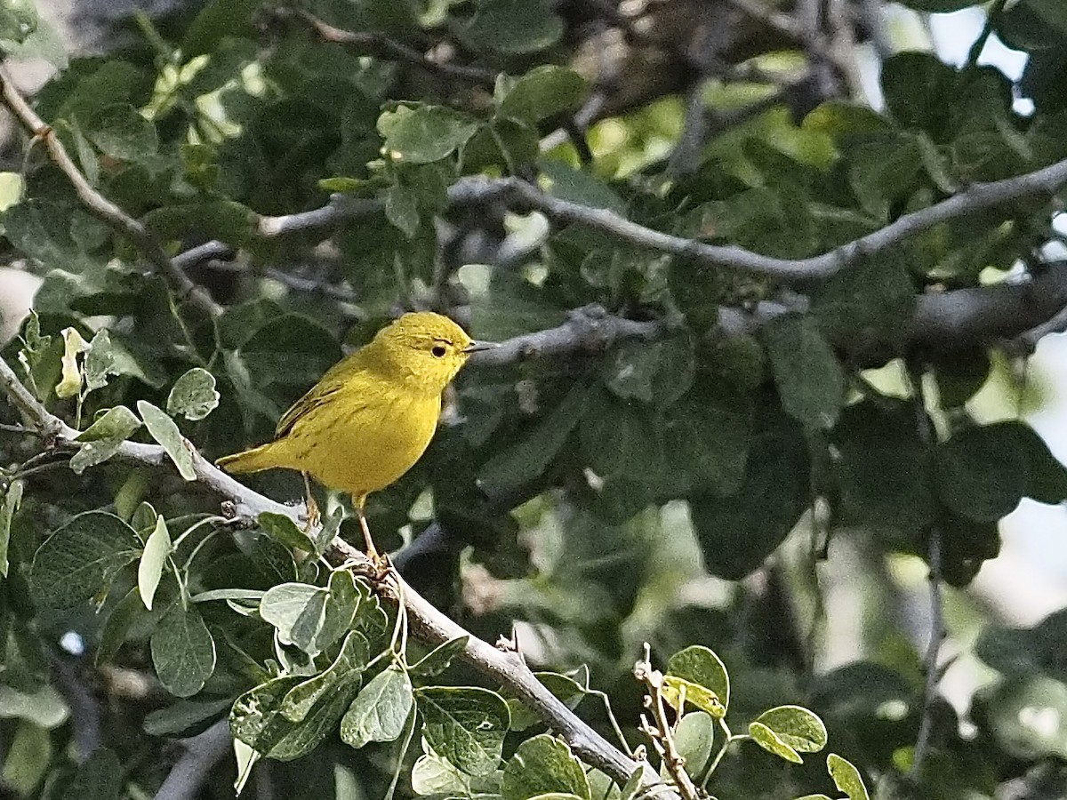 Northern Yellow Warbler - ML646061930