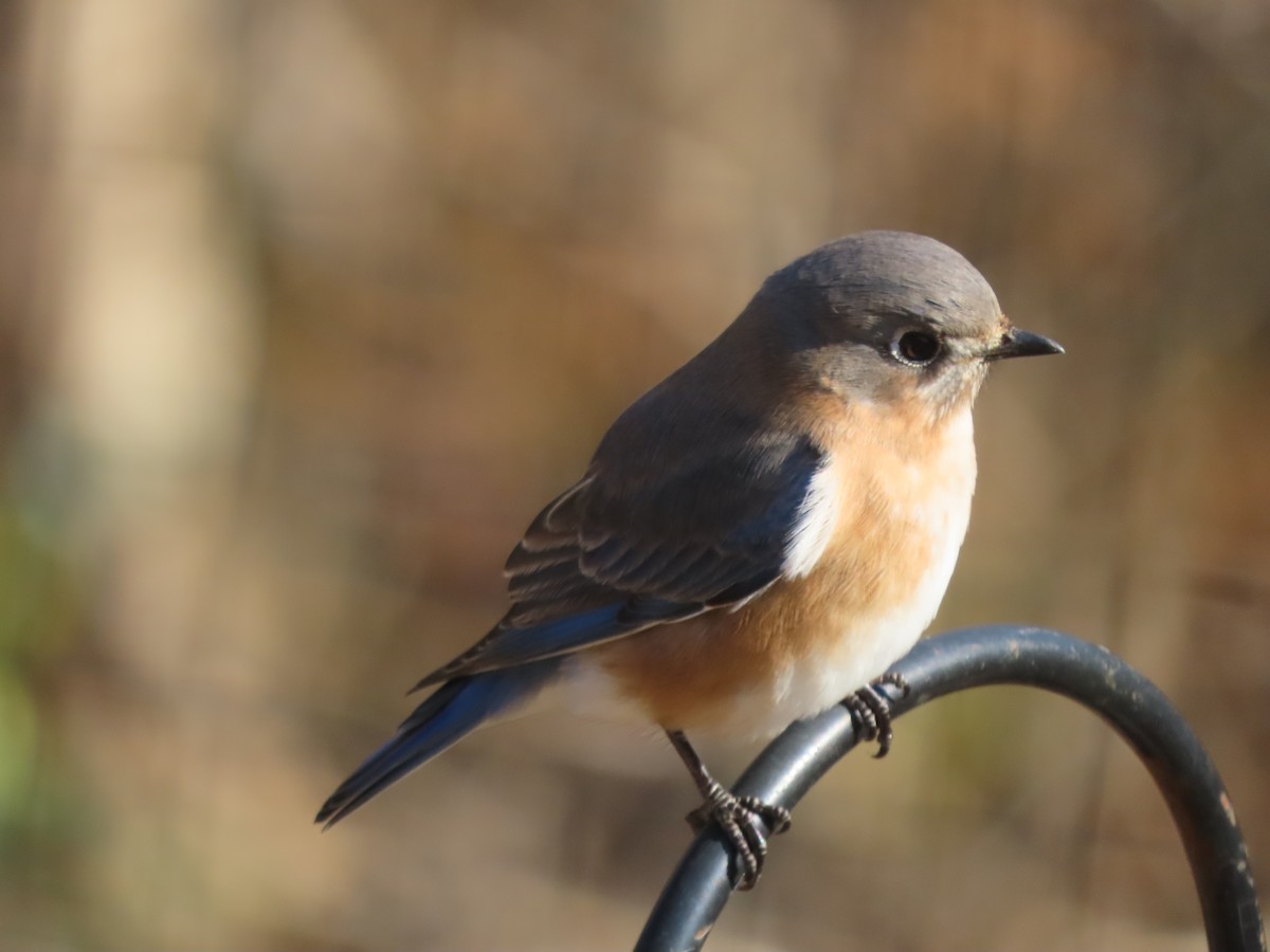 Eastern Bluebird - ML646061937