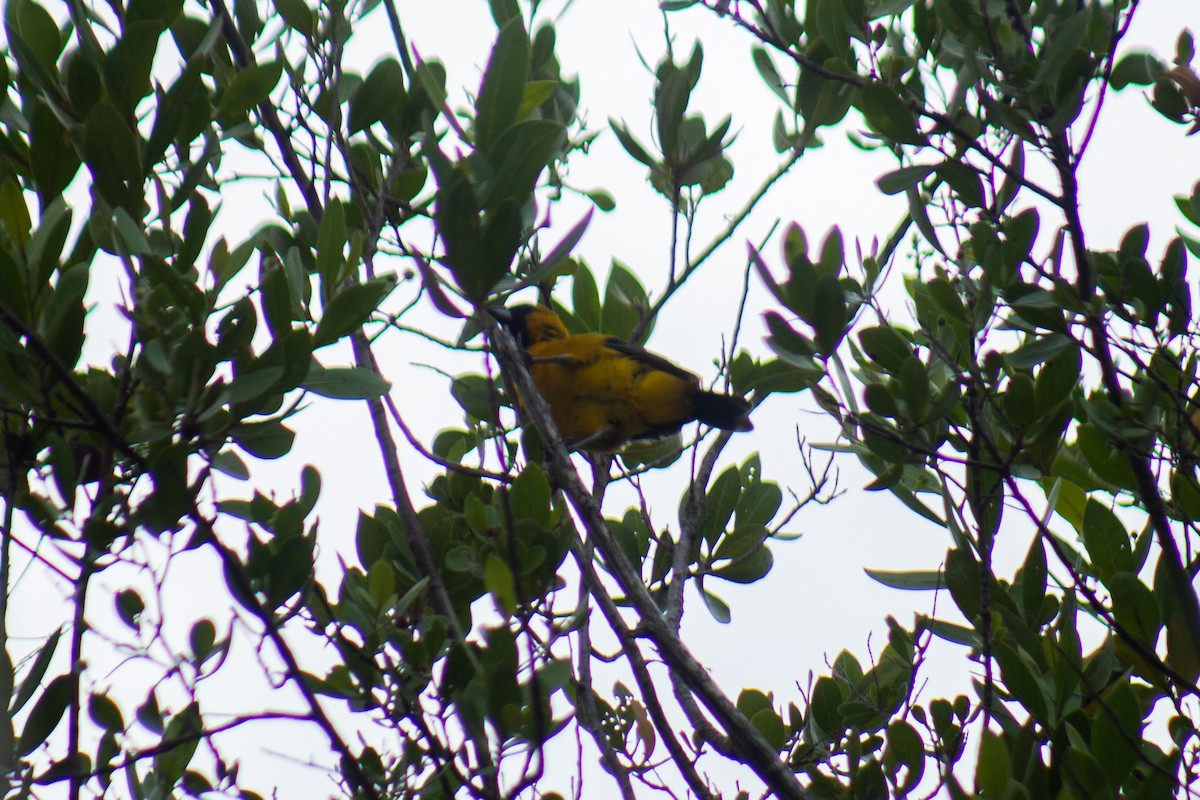 Altamira Oriole - ML646061941
