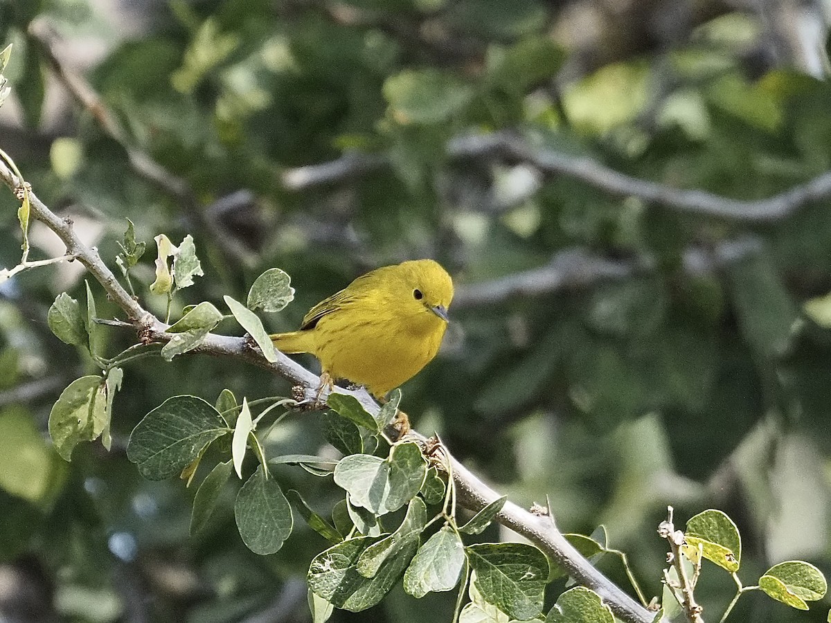 Northern Yellow Warbler - ML646061943