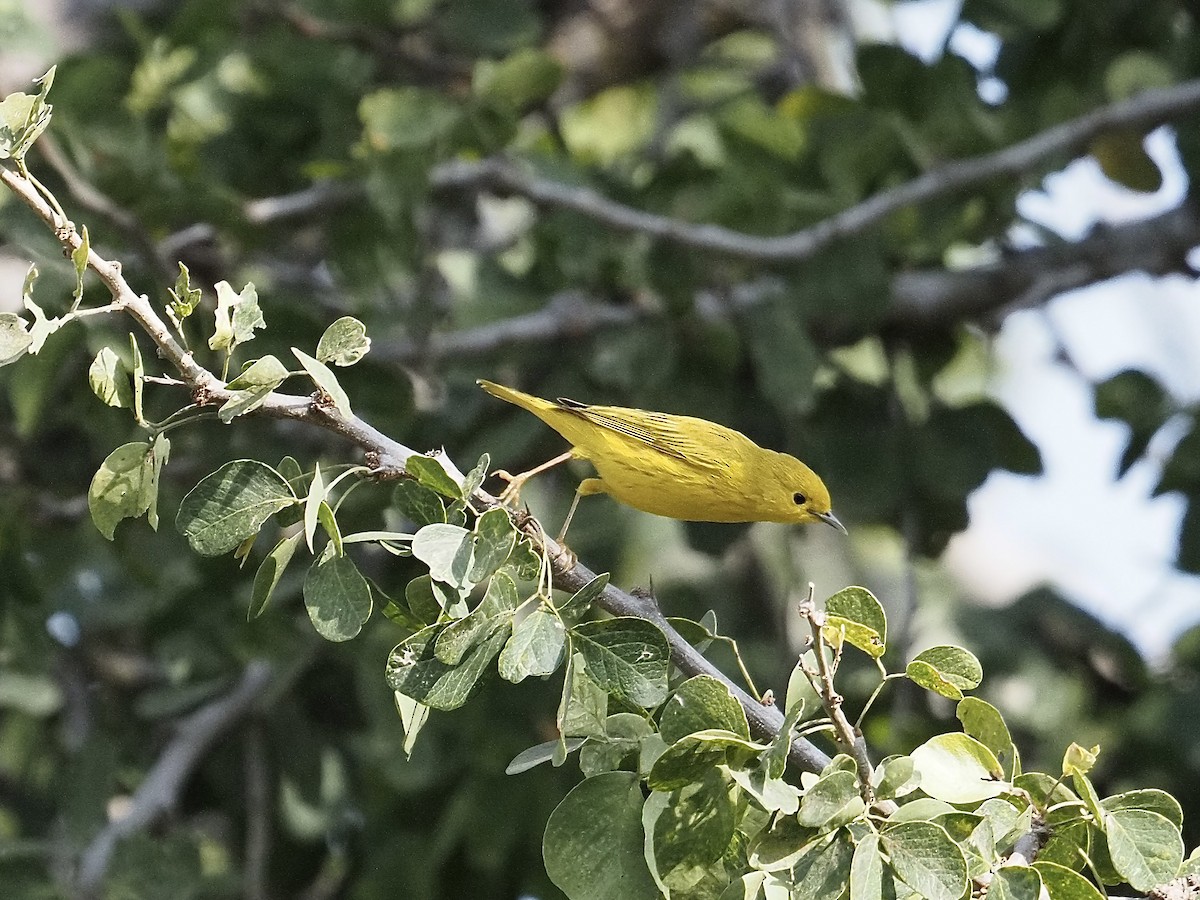 Northern Yellow Warbler - ML646061948