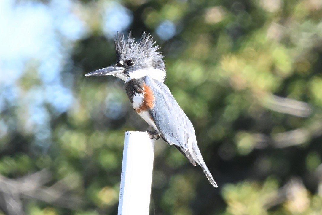 Martin handi iparramerikarra - ML646061950