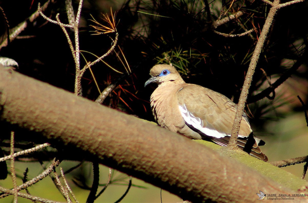 West Peruvian Dove - ML646061951