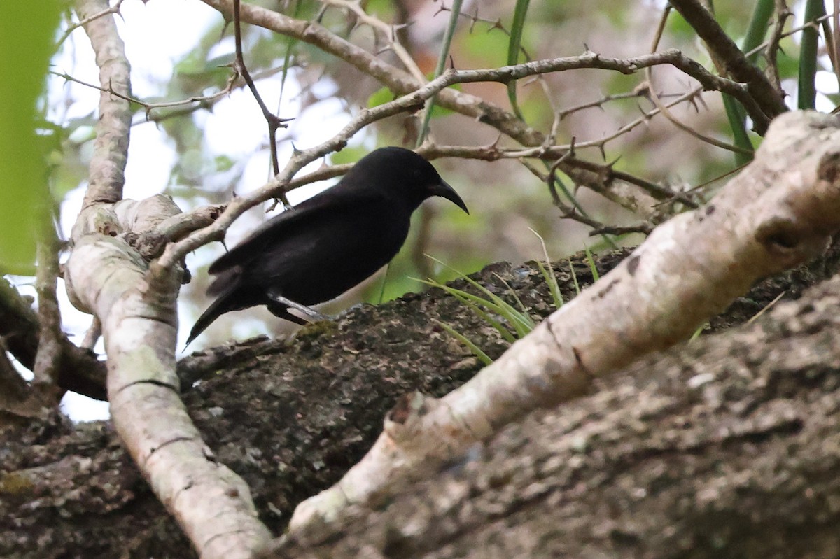 Bananaquit (St. Vincent and Grenada) - ML646061955