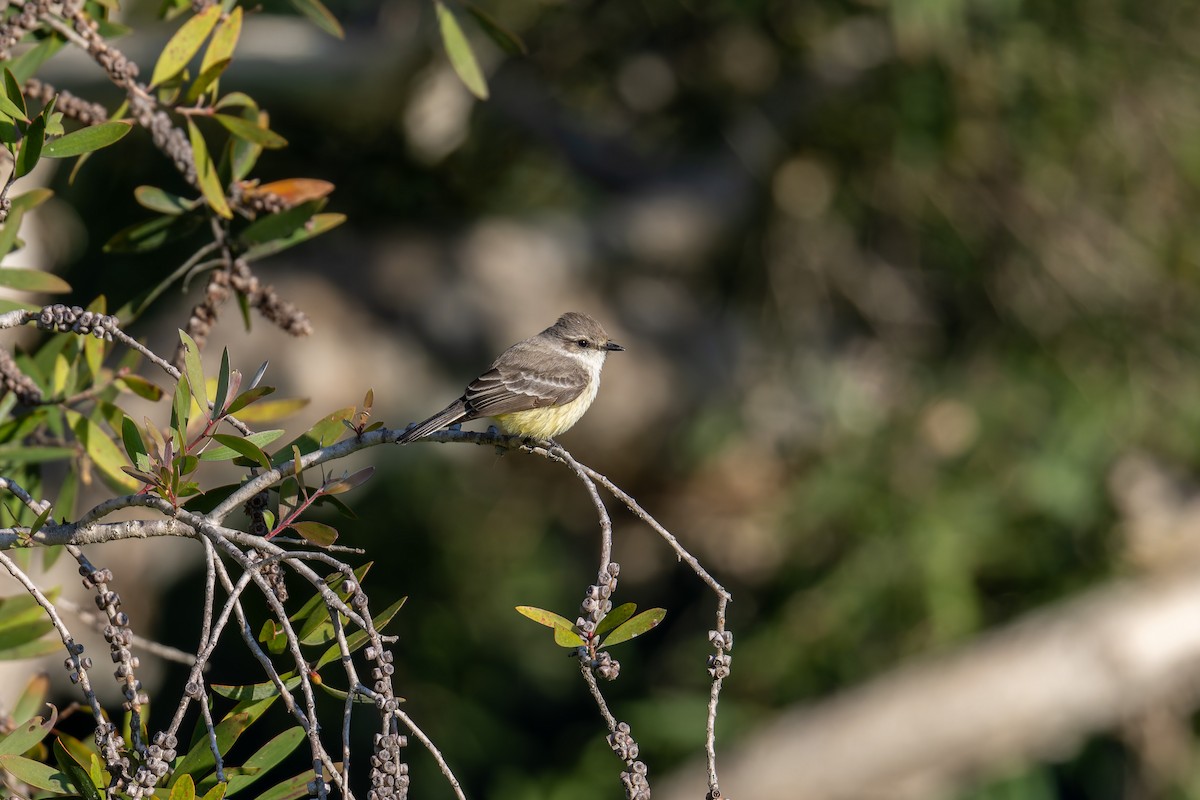 Vermilion Flycatcher - ML646061957