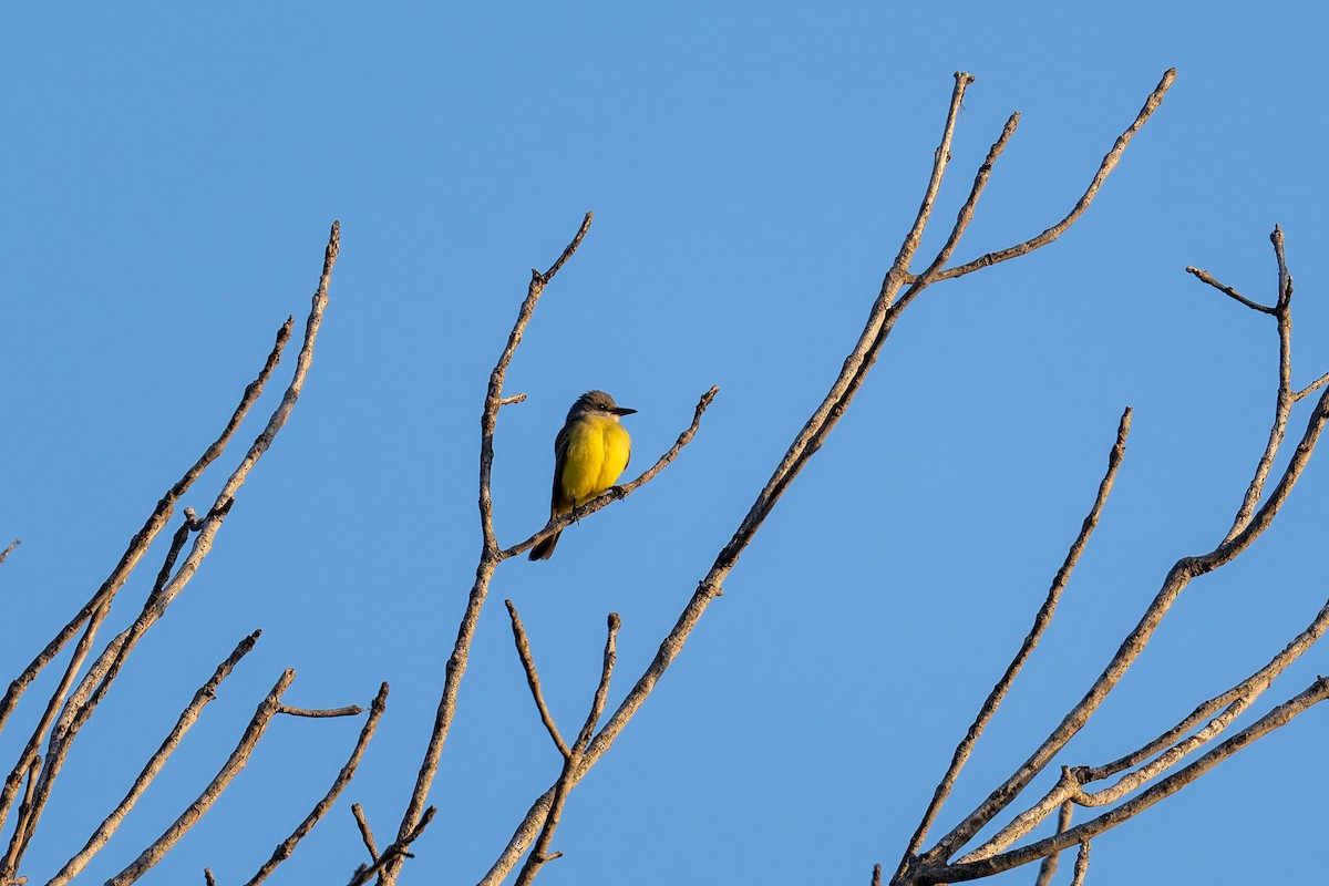 Tropical Kingbird - ML646061958