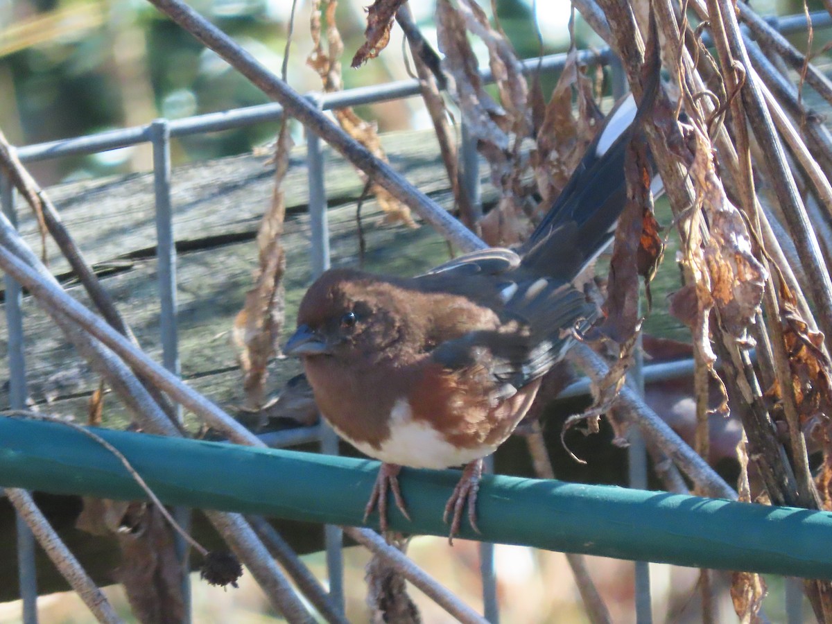 Eastern Towhee - ML646061963