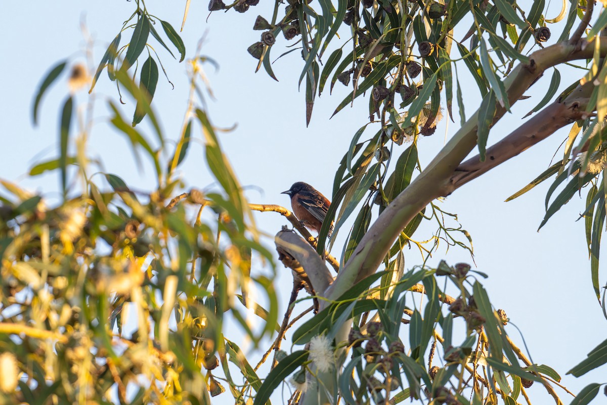 Orchard Oriole - ML646061964