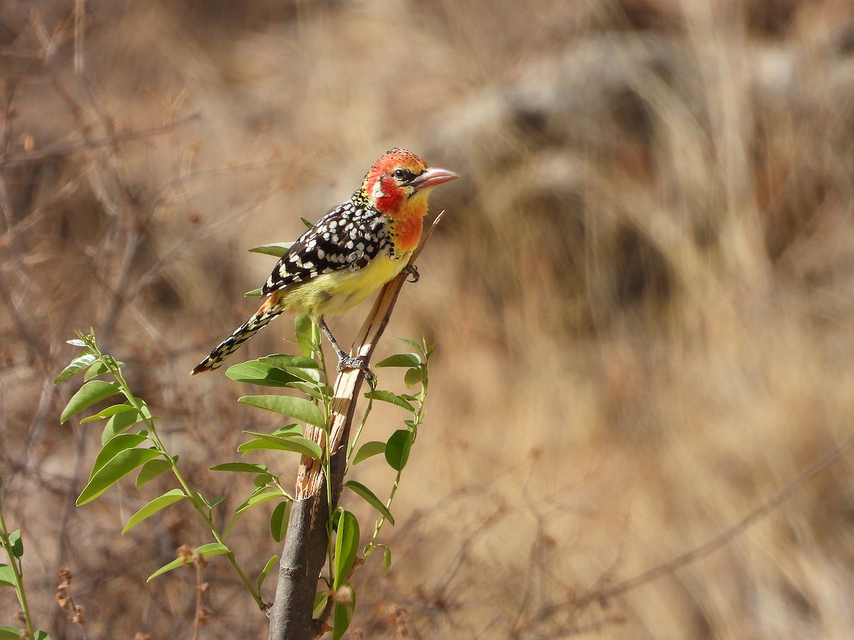 Barbudo Cabecirrojo - ML646061966