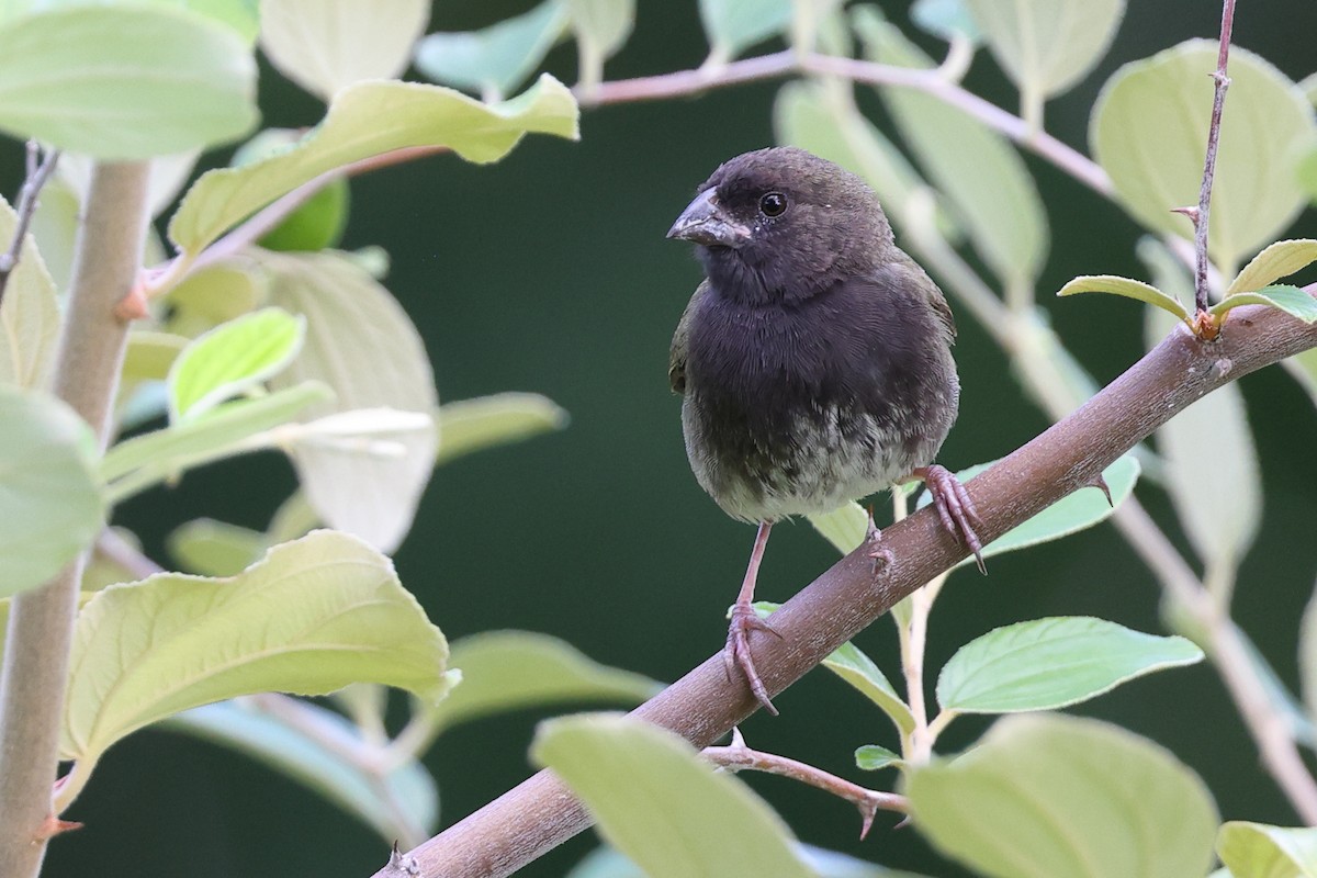 Black-faced Grassquit - ML646061969