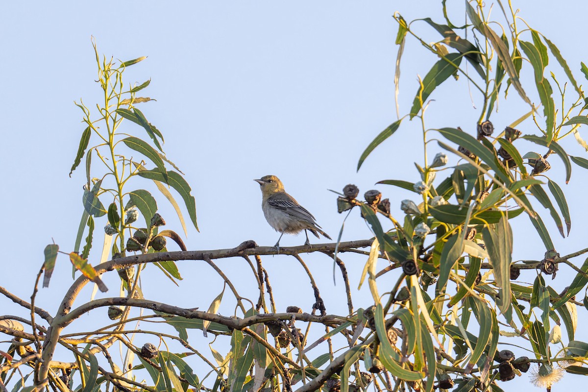 Bullock's Oriole - ML646061971