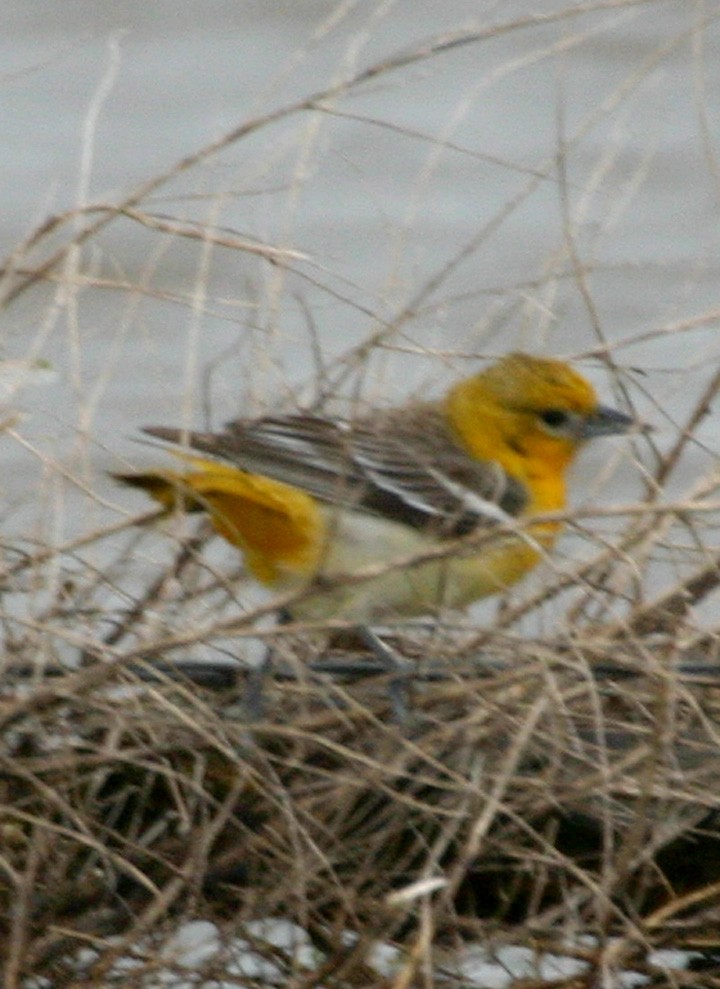 ビュラックムクドリモドキ - ML646061972