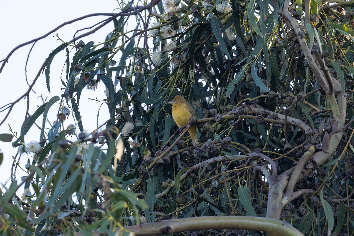 Summer Tanager - ML646061973
