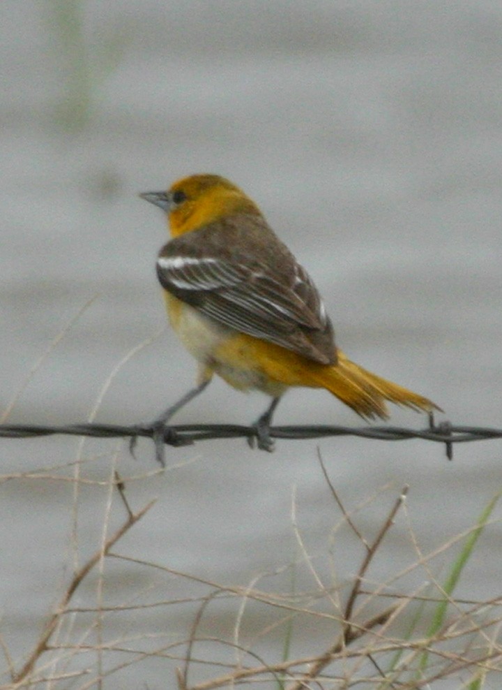 ビュラックムクドリモドキ - ML646061974