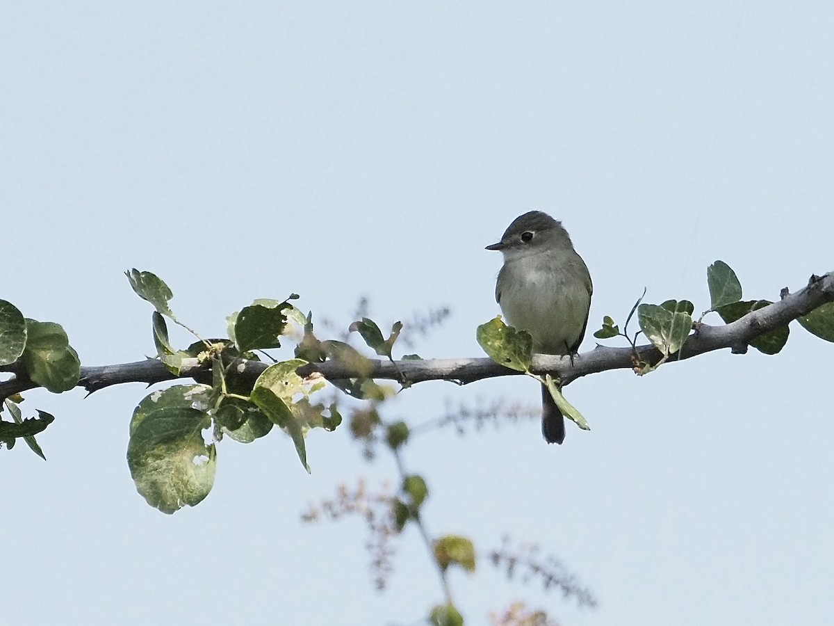 חטפית Empidonax בלתי-מזוהה - ML646061975