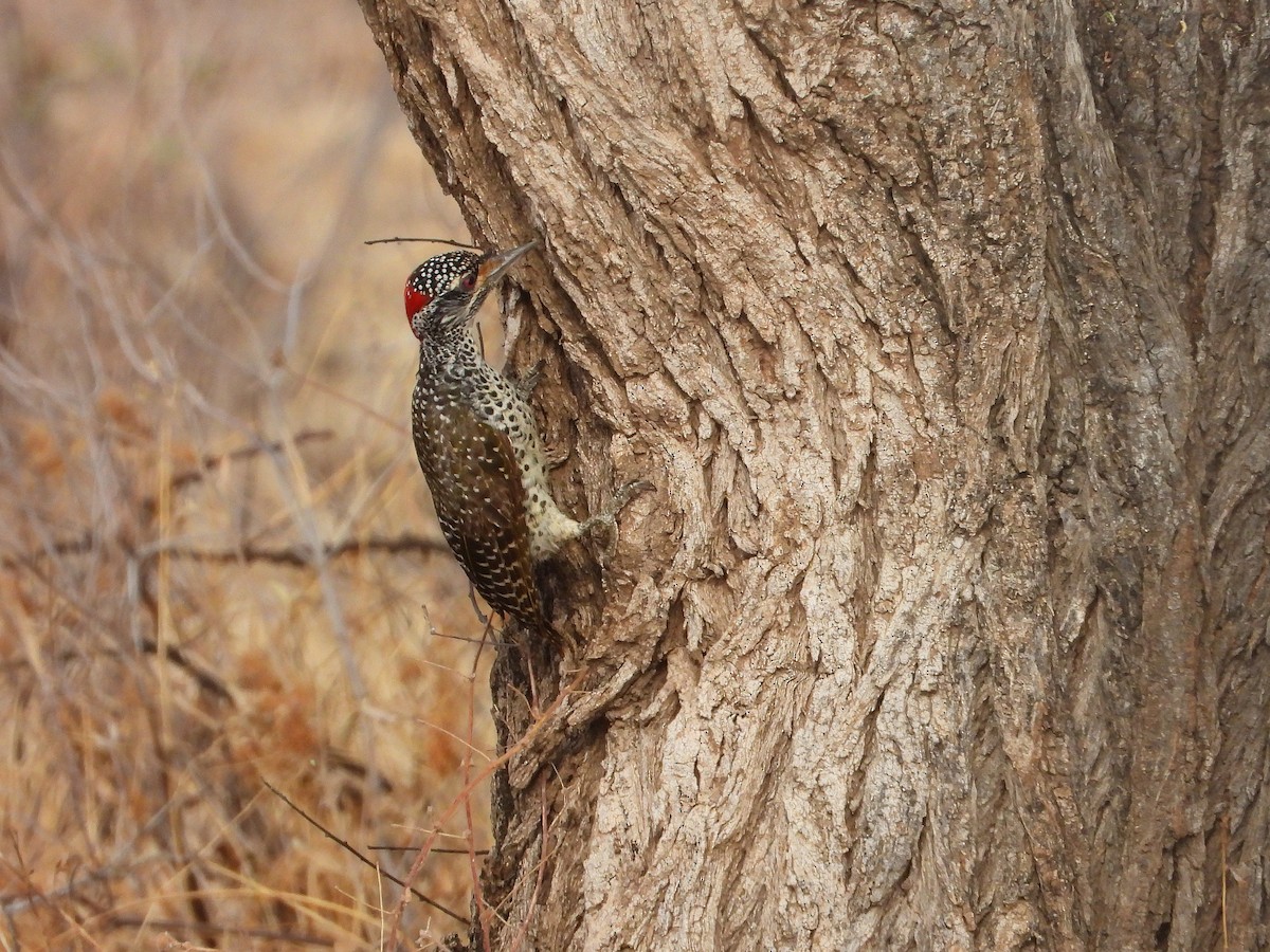 Nubian Woodpecker - ML646061976