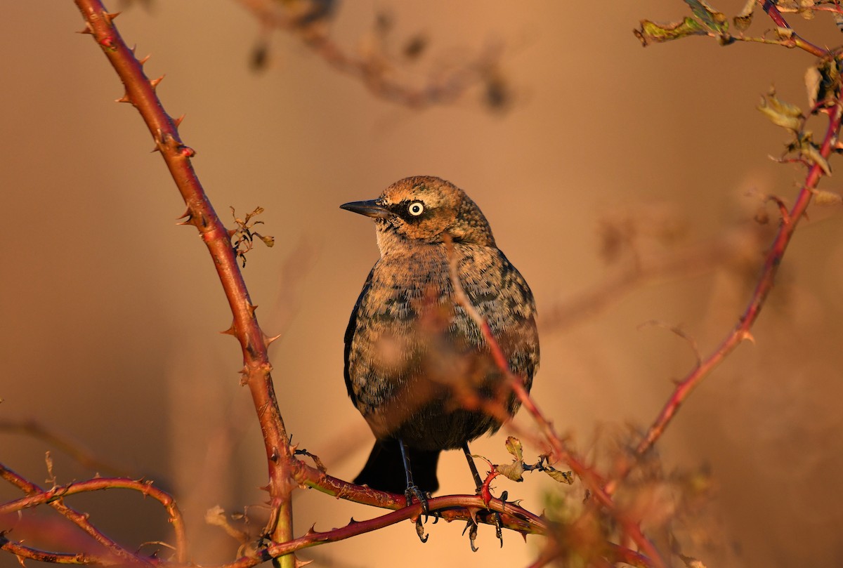 Rusty Blackbird - ML646061982