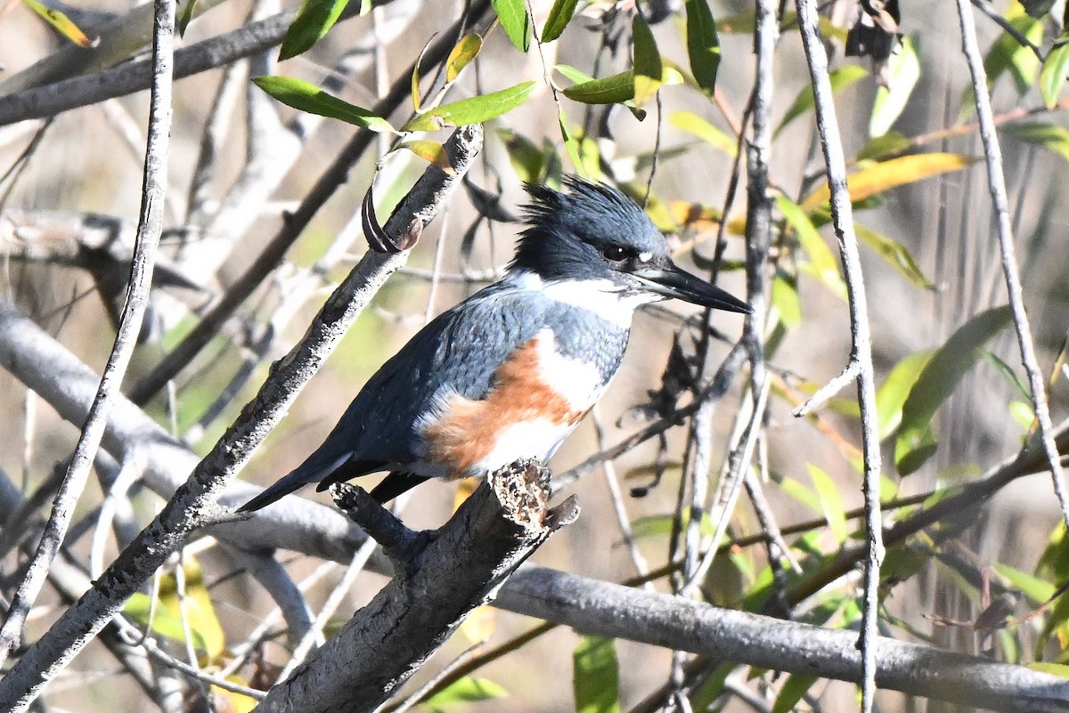 Martin handi iparramerikarra - ML646061988