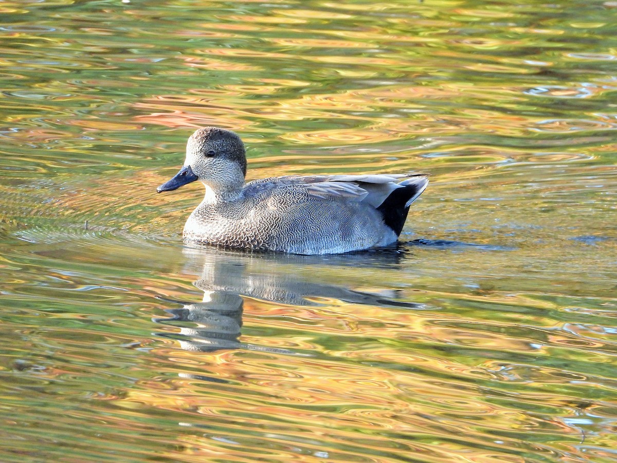オカヨシガモ - ML646061991
