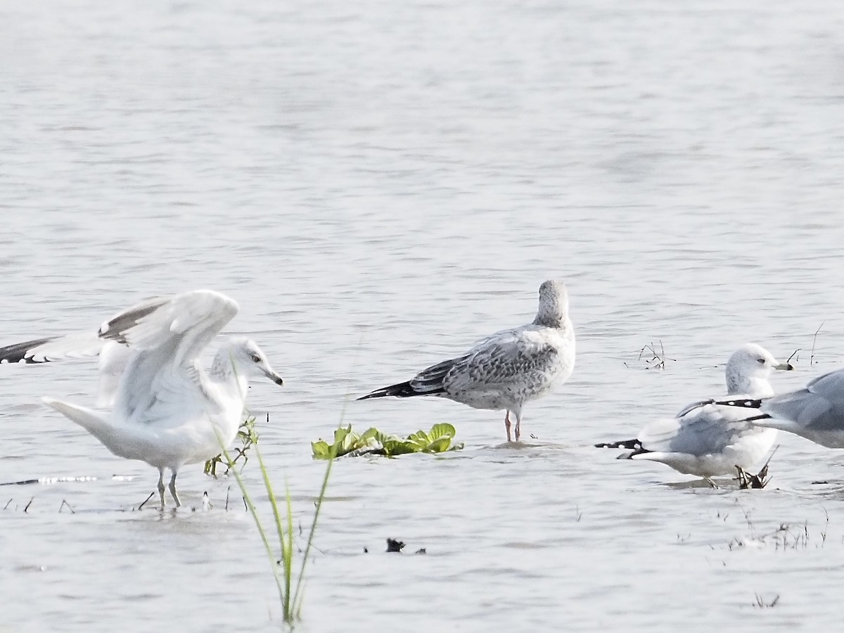 American Herring Gull - ML646061999