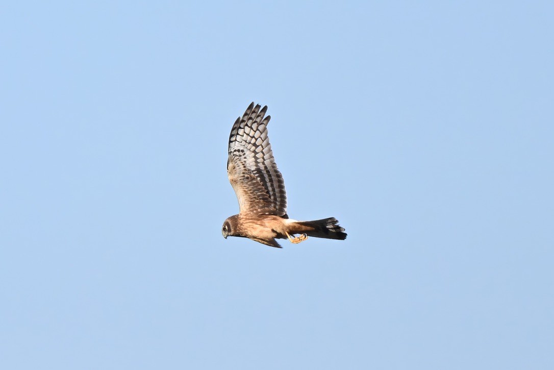 Northern Harrier - ML646062004