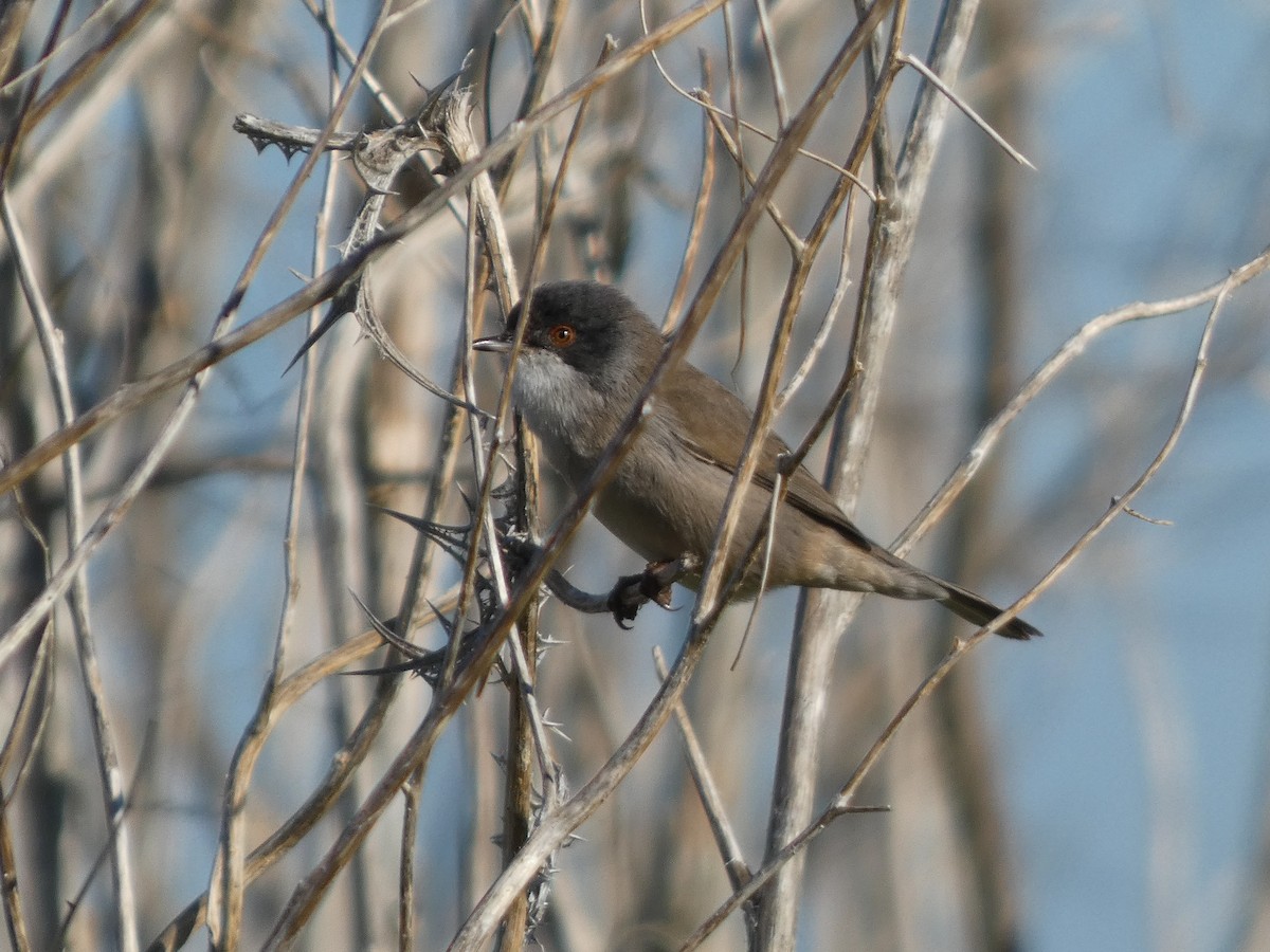 Fauvette mélanocéphale - ML646062005