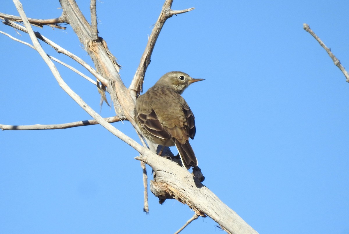 Spioncello del Pacifico - ML646062006