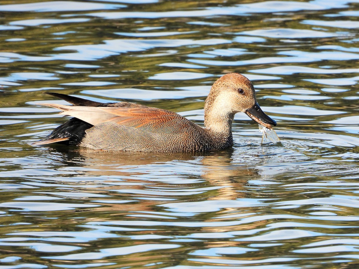 オカヨシガモ - ML646062007