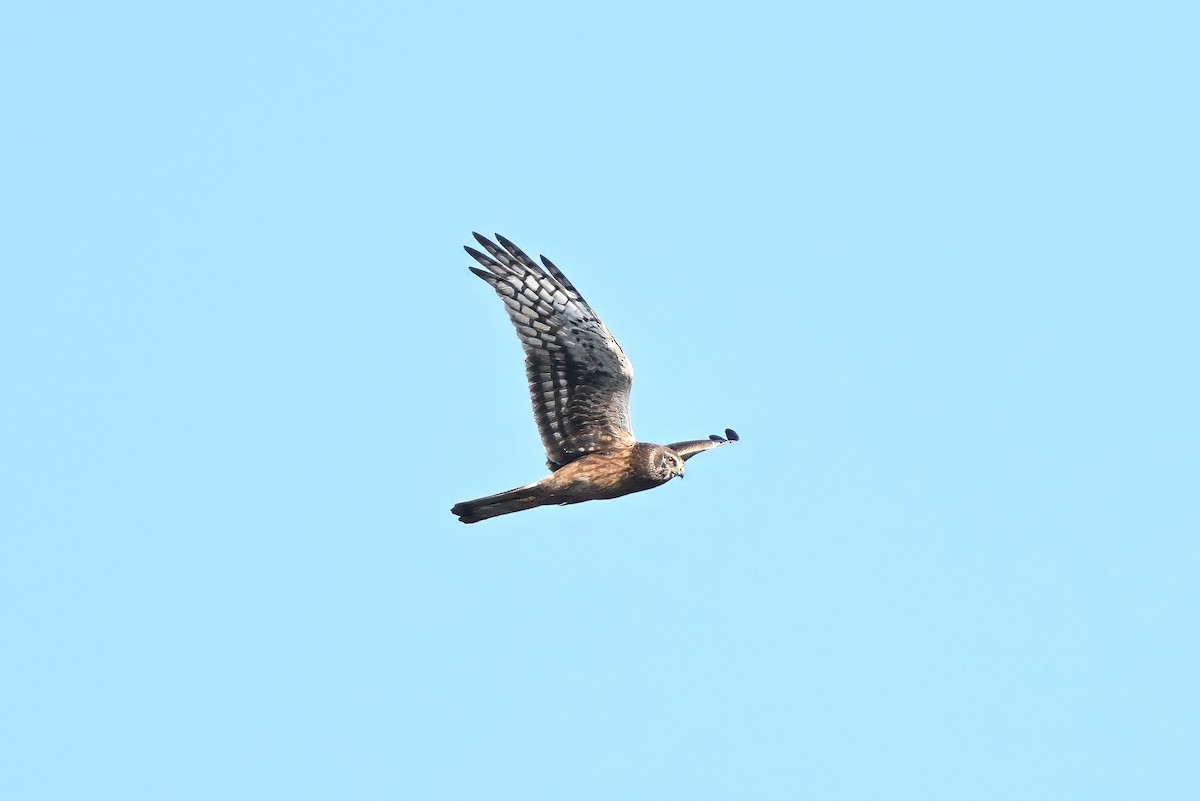Northern Harrier - ML646062008