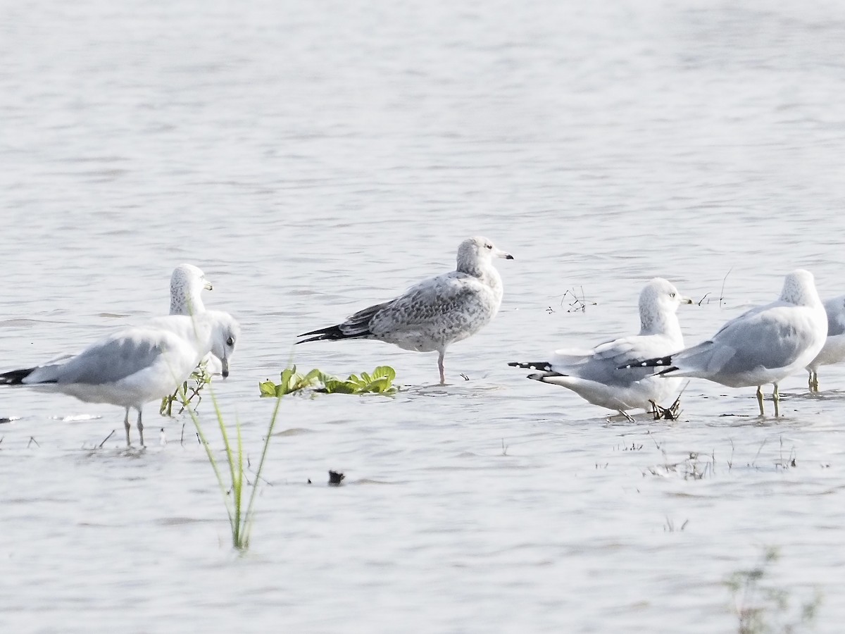 American Herring Gull - ML646062018