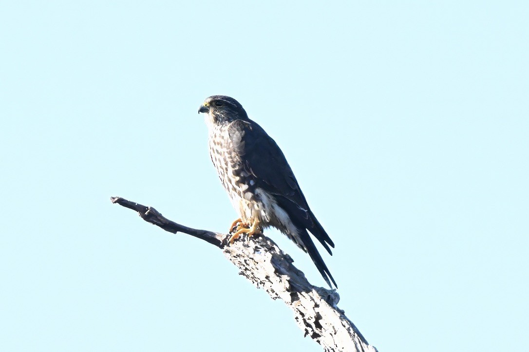 Merlin - ML646062022