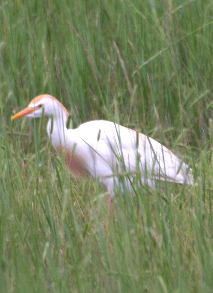 Western Cattle-Egret - ML646062023